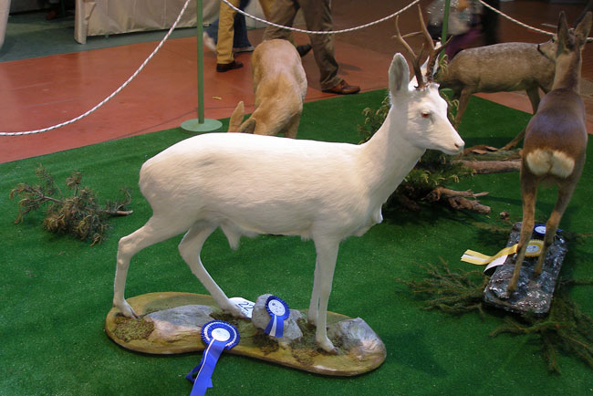 2009-capriolo